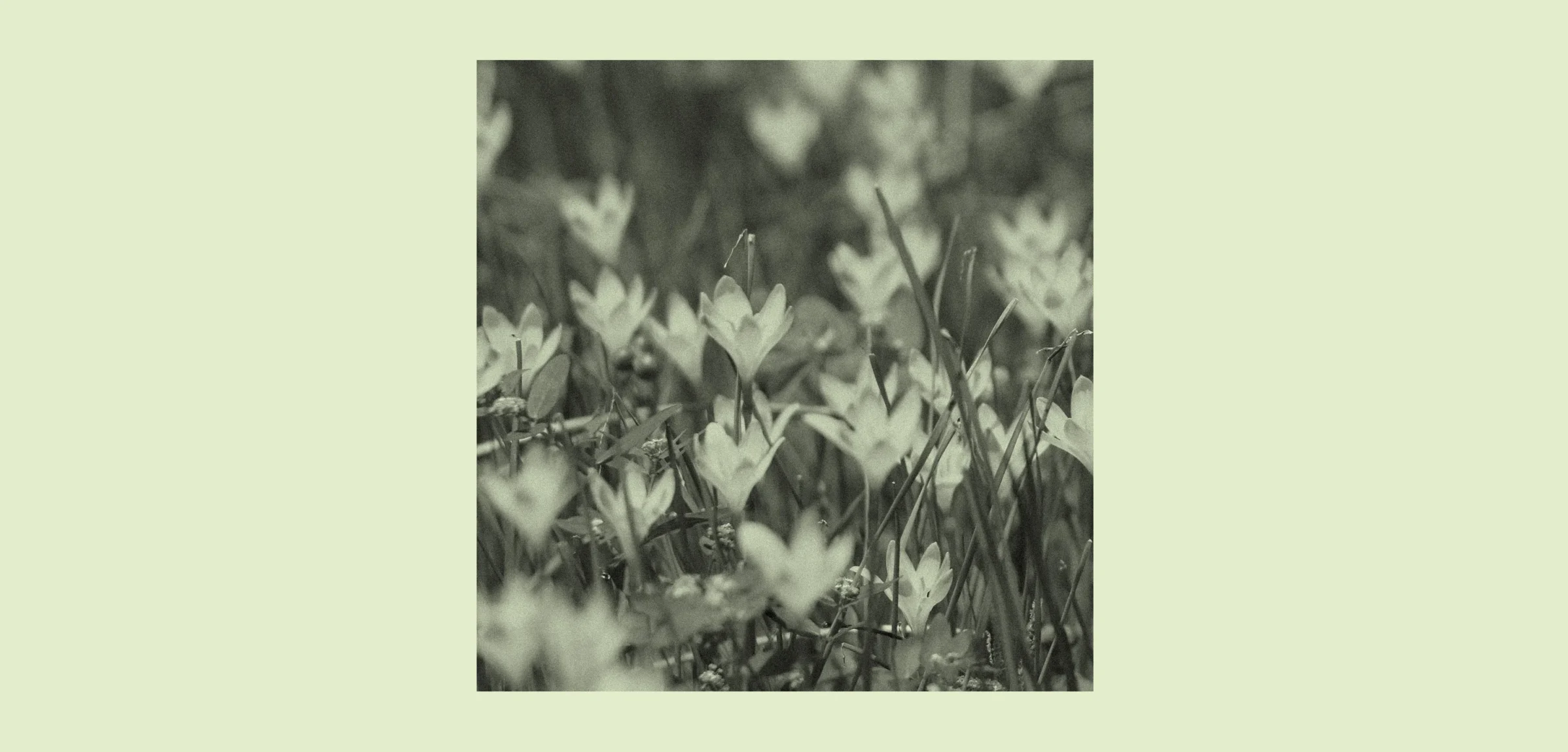 A black-and-white close-up photograph of a dense cluster of crocus flowers blooming at ground level, with slender grass-like stems and small blossoms, set against a soft sage green background.