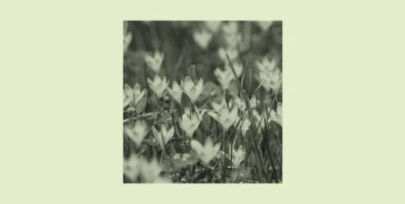 A black-and-white close-up photograph of a dense cluster of crocus flowers blooming at ground level, with slender grass-like stems and small blossoms, set against a soft sage green background.