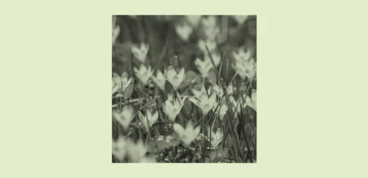 A black-and-white close-up photograph of a dense cluster of crocus flowers blooming at ground level, with slender grass-like stems and small blossoms, set against a soft sage green background.